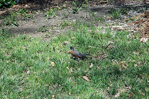 Central Park 035.JPG